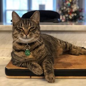 Meet your Posher, Allison